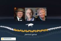 诺贝尔箴言：熬夜有风险，且睡且珍惜