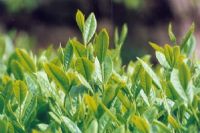 肌肤也要学会品“茶”